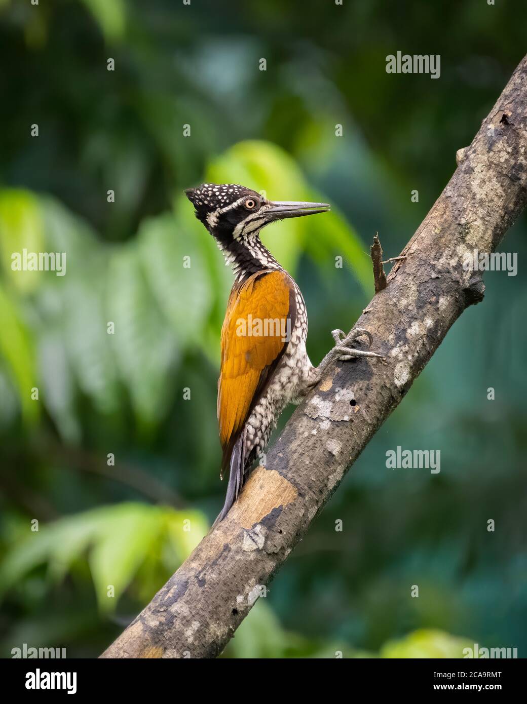 A beautiful female Greater flameback woodpecker (Chrysocolaptes guttacristatus), perched on the trunk of a dead tree in Karnataka, India Stock Photo