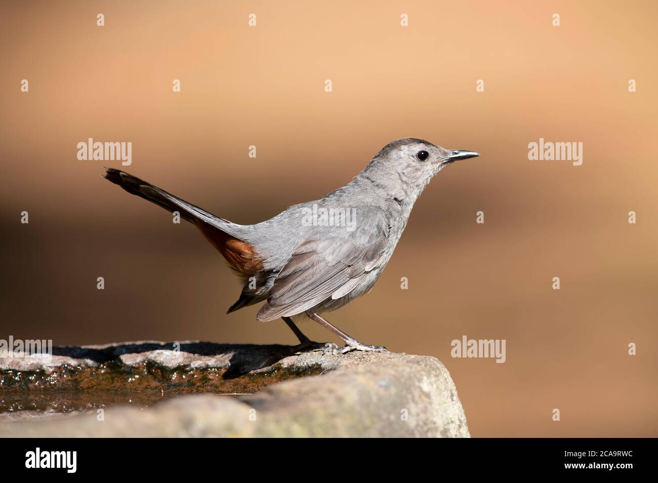 A Catbird (Alluroeclus) on a rock on Cape Cod, USA Stock Photo