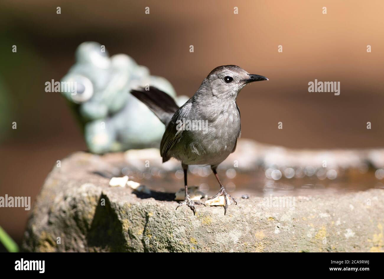 A Catbird (Alluroeclus) on a rock which serves as a bird bath on Cape Cod, USA Stock Photo
