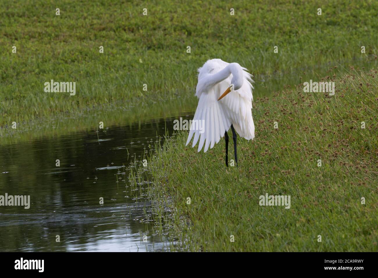 Graceful preening of Great Egret at Fort de Soto Park in Pinellas County, Florida; Stock Photo
