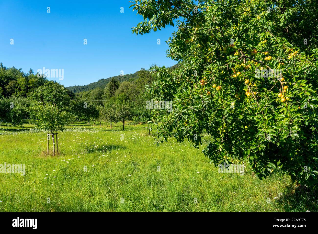 Apple Tree Fields High Resolution Stock Photography and Images - Alamy