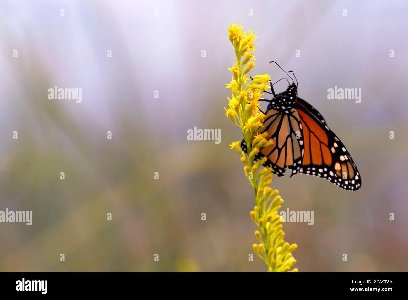 Monarch butterfly on yellow flower stem with copy space. Location is St