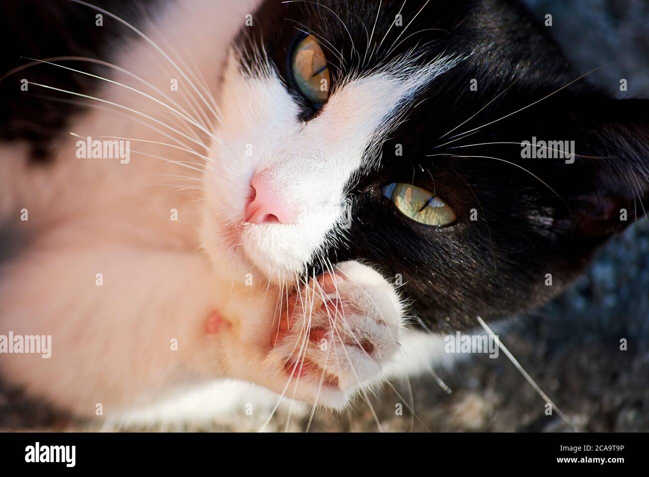 Black and white cat licks and cleaning its paws and fur. Domestic