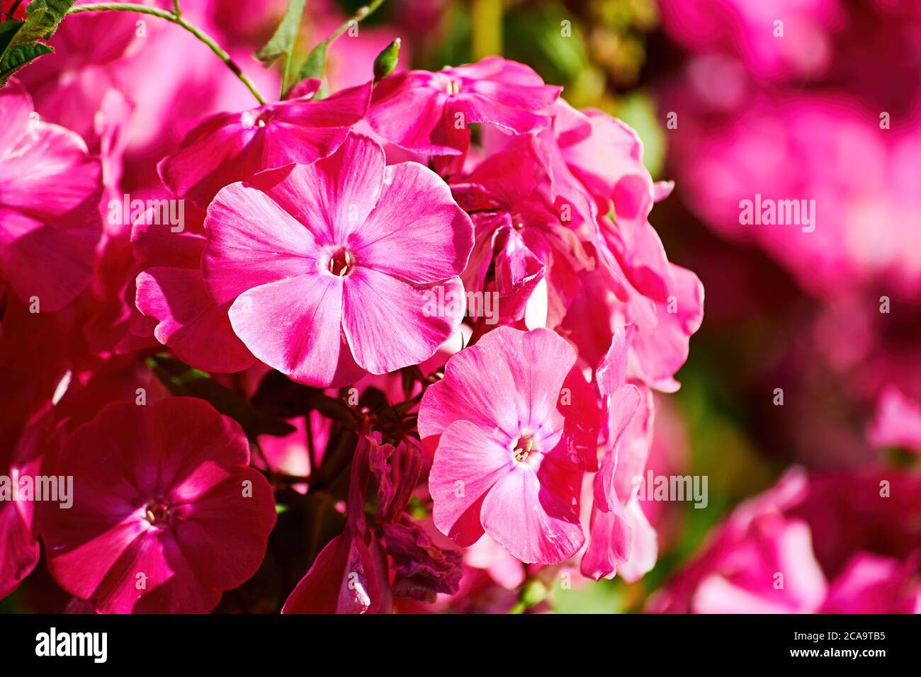Pink phlox flower bouquet with blurred background. Floral backdrops and textures Stock Photo