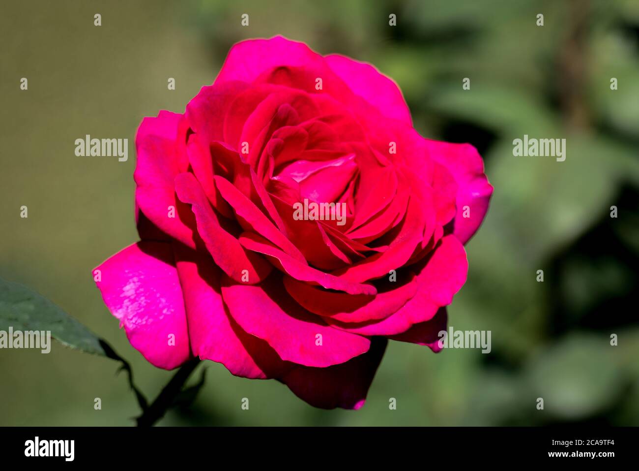 colourful close up of a single pink big purple rose head with bokeh background and detailed petals Stock Photo