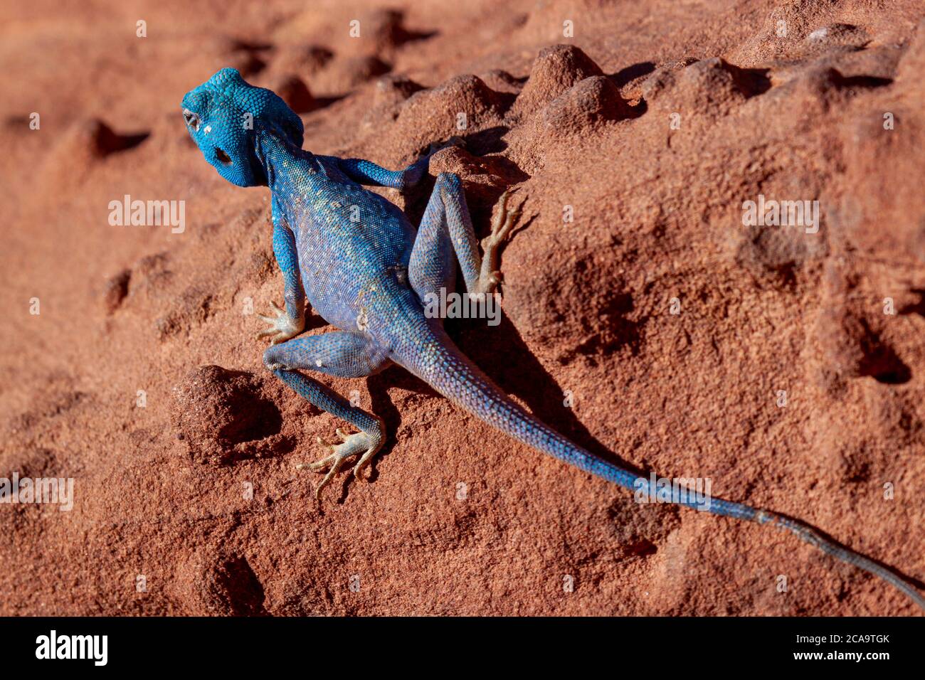 An isolated close up a Blue Agama (Sinai Agama) lizard the red