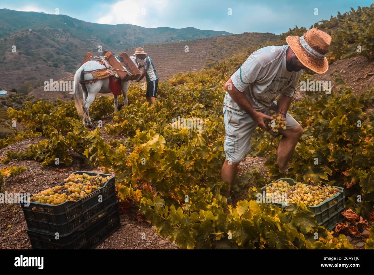 Almachar, Malaga, Spain. 5th Aug, 2020. The harvest begins in the area of Axarquia, with the hand-picked grapes in the vineyards of the mountains of the village of Almachar, which together with the village of Moclinejo and El Borge starts the grape harvest campaign of the 2020 harvest, for the production of wine and raisins. Credit: Lorenzo Carnero/ZUMA Wire/Alamy Live News Stock Photo