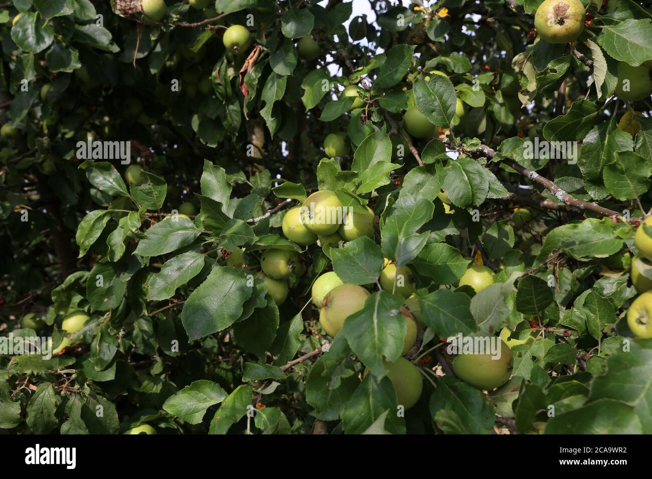 Green apples ripen on tree branches in Summer Stock Photo - Alamy