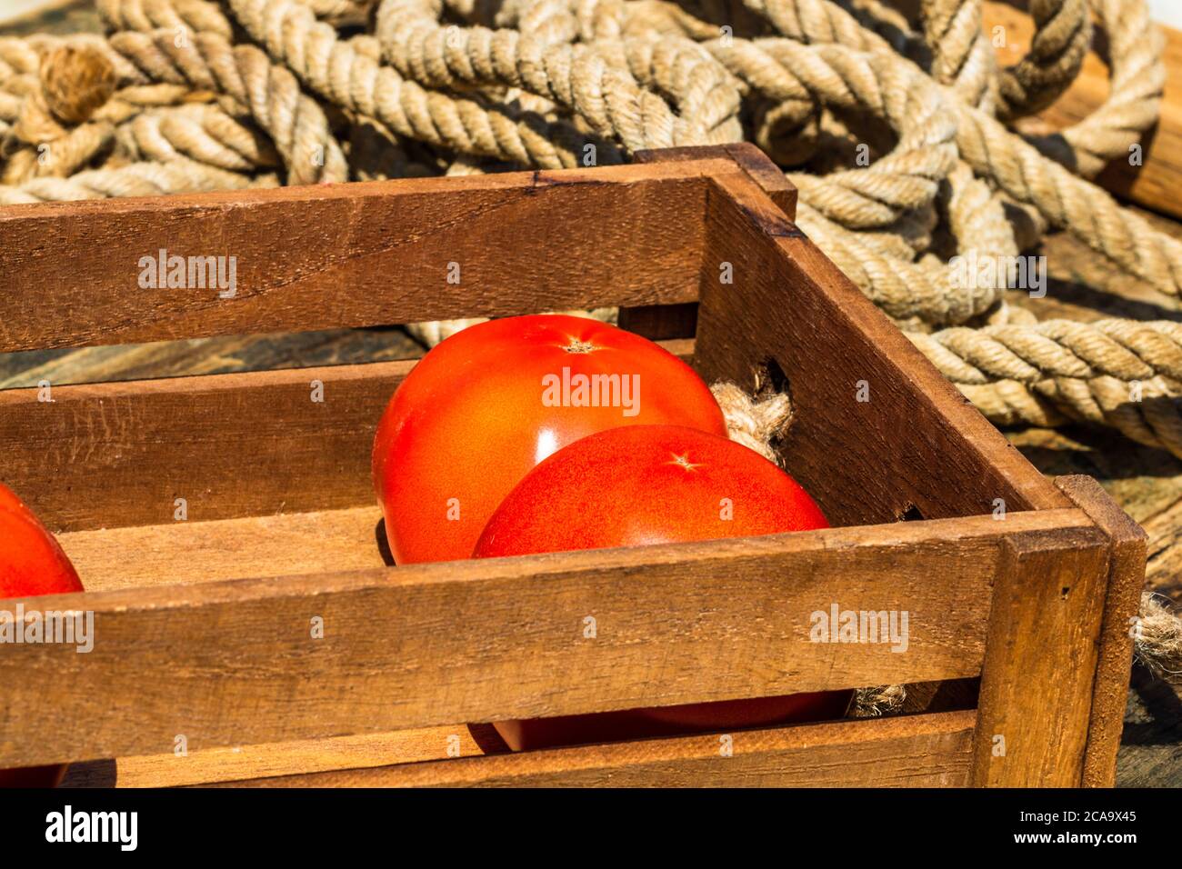 Wooden crate with fresh ripe tomatoes isolated in a rustic composition ...