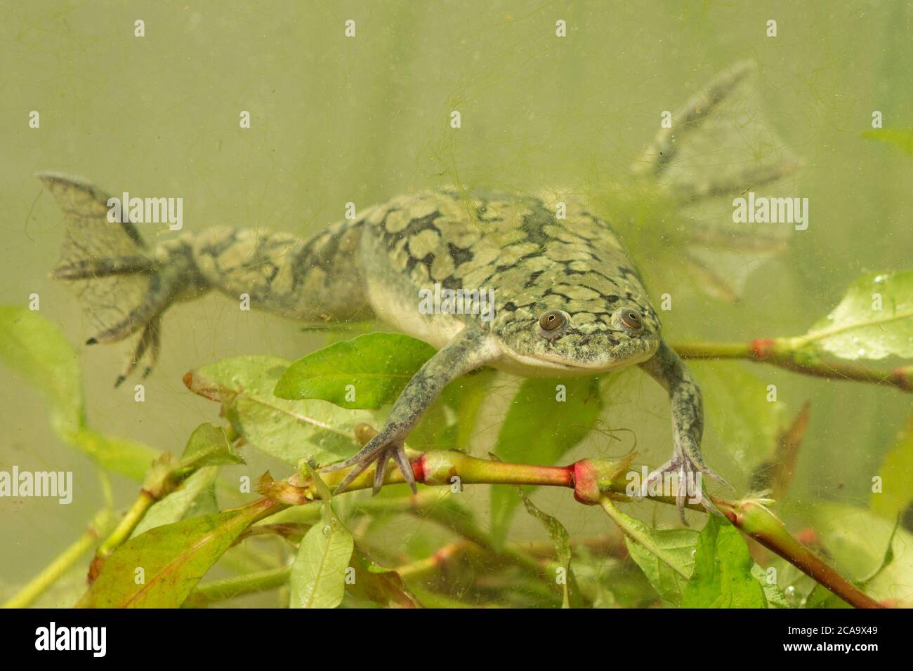 African clawed frog (Xenopus laevis, also known as the xenopus, African clawed toad, African claw-toed frog or the platanna) is a species of African Stock Photo