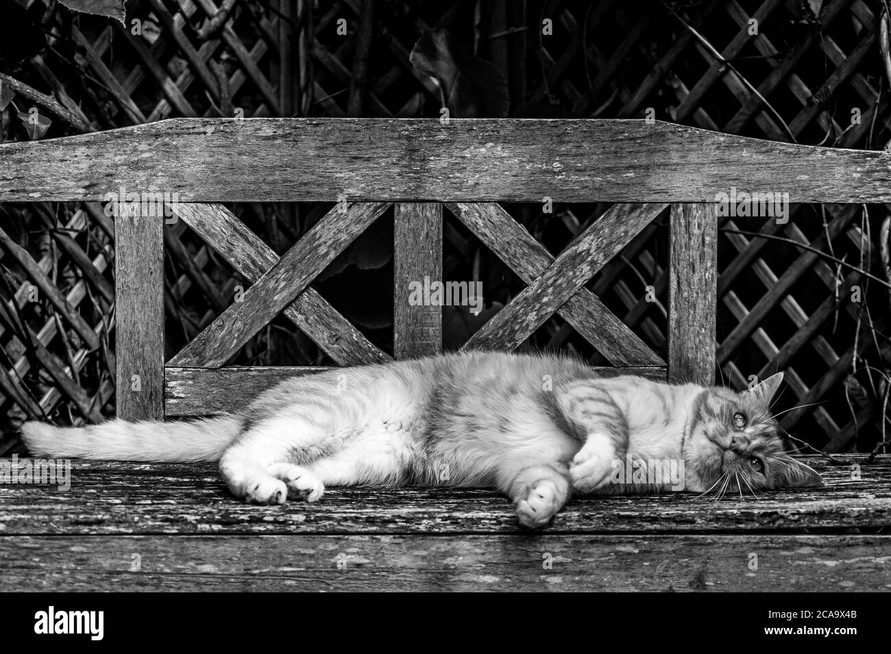 Monochrome image of a cat on a wooden bench Stock Photo