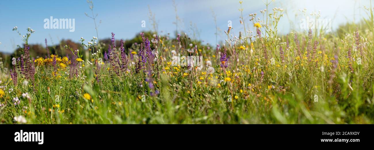 Wildflowers in nature hi-res stock photography and images - Alamy