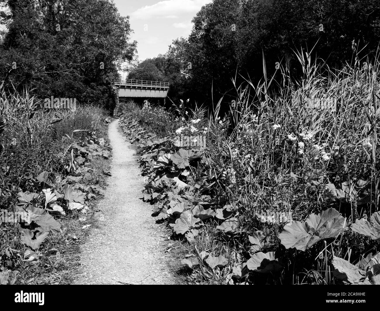 Black and White Landscape, Pickletimber Railway Bridge No 65, Kennet and Avon Canal, Newbury, Berkshire, England, UK, GB. Stock Photo