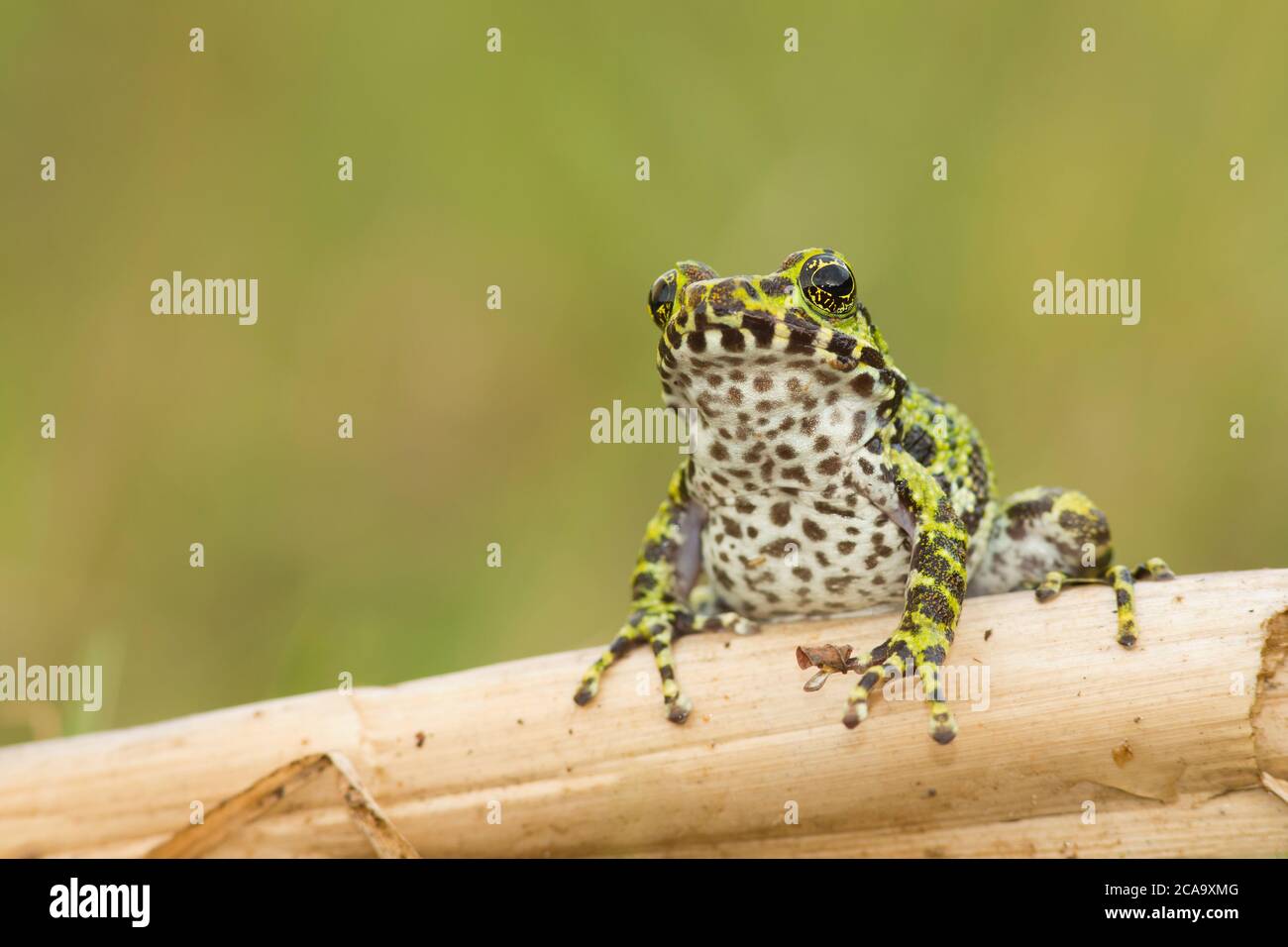 Very rare and newly discovered frog species Hyla Ishikawe Stock Photo