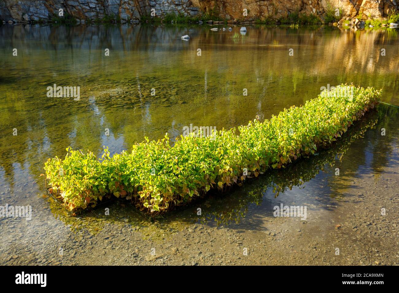 Birch saplings ( betula ) soaking in a pool of water, waiting for ...