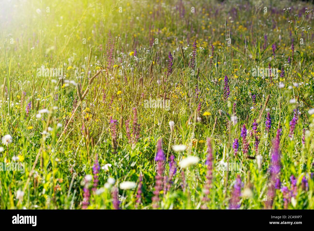 Wildflowers in nature hi-res stock photography and images - Alamy