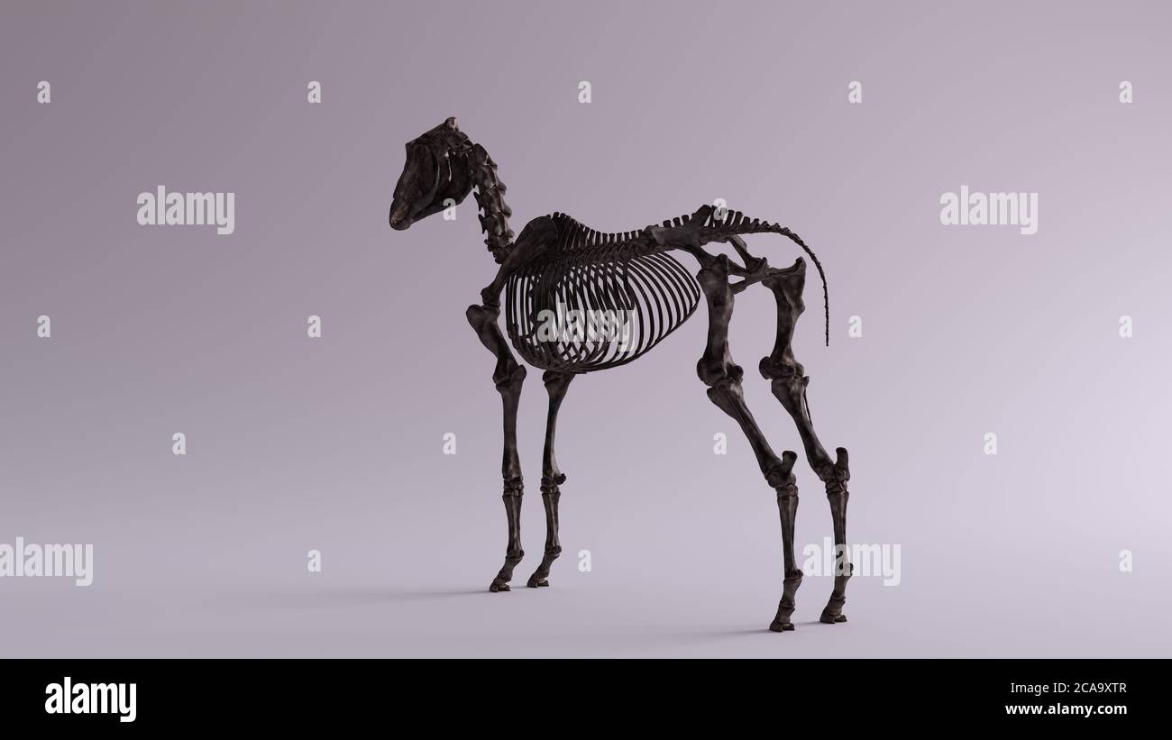 Black Iron Horse Skeletal System Anatomical Model 3d illustration 3d render Stock Photo