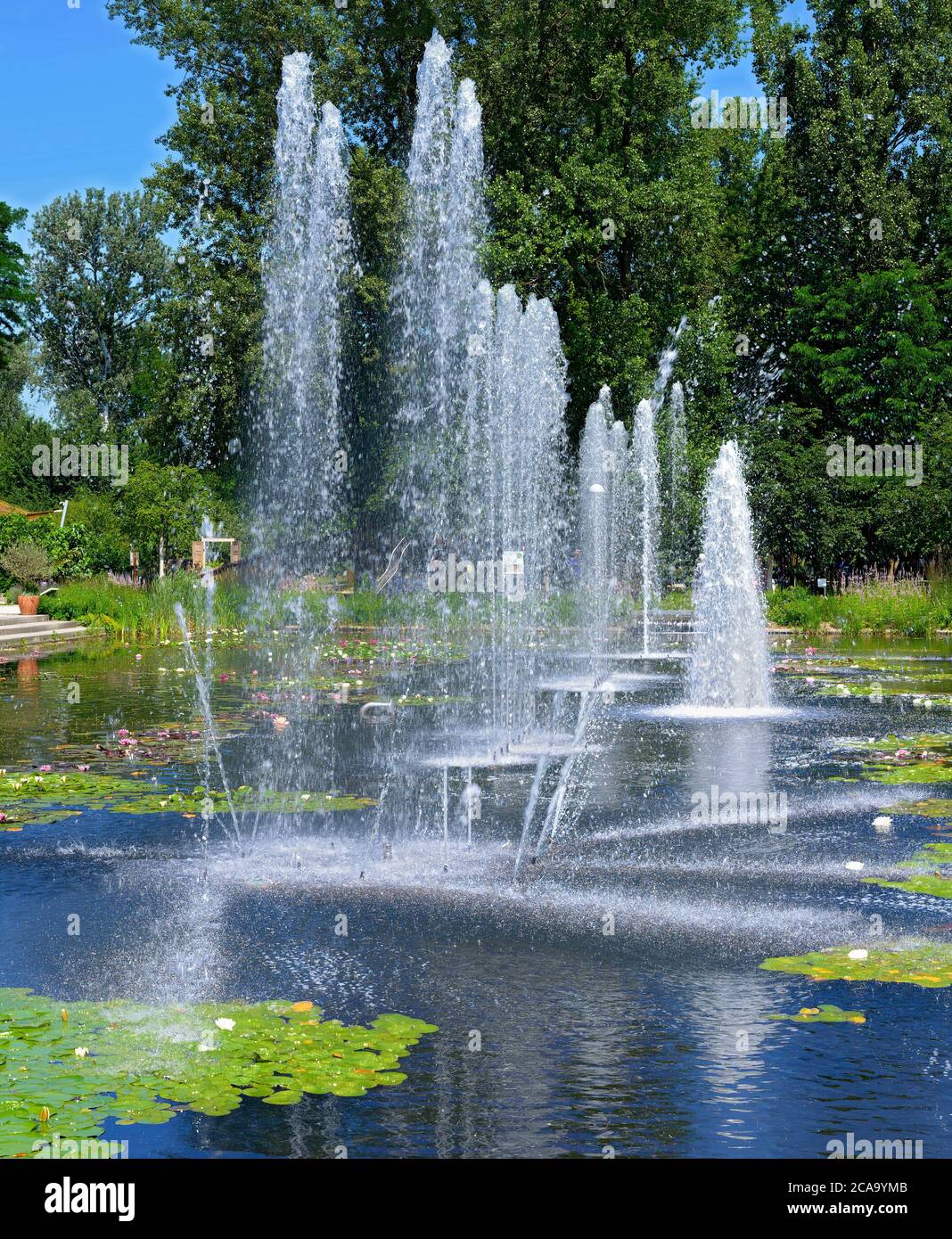 trick fountains in a pond with flourishing water lilies at Tulln, Austria Stock Photo