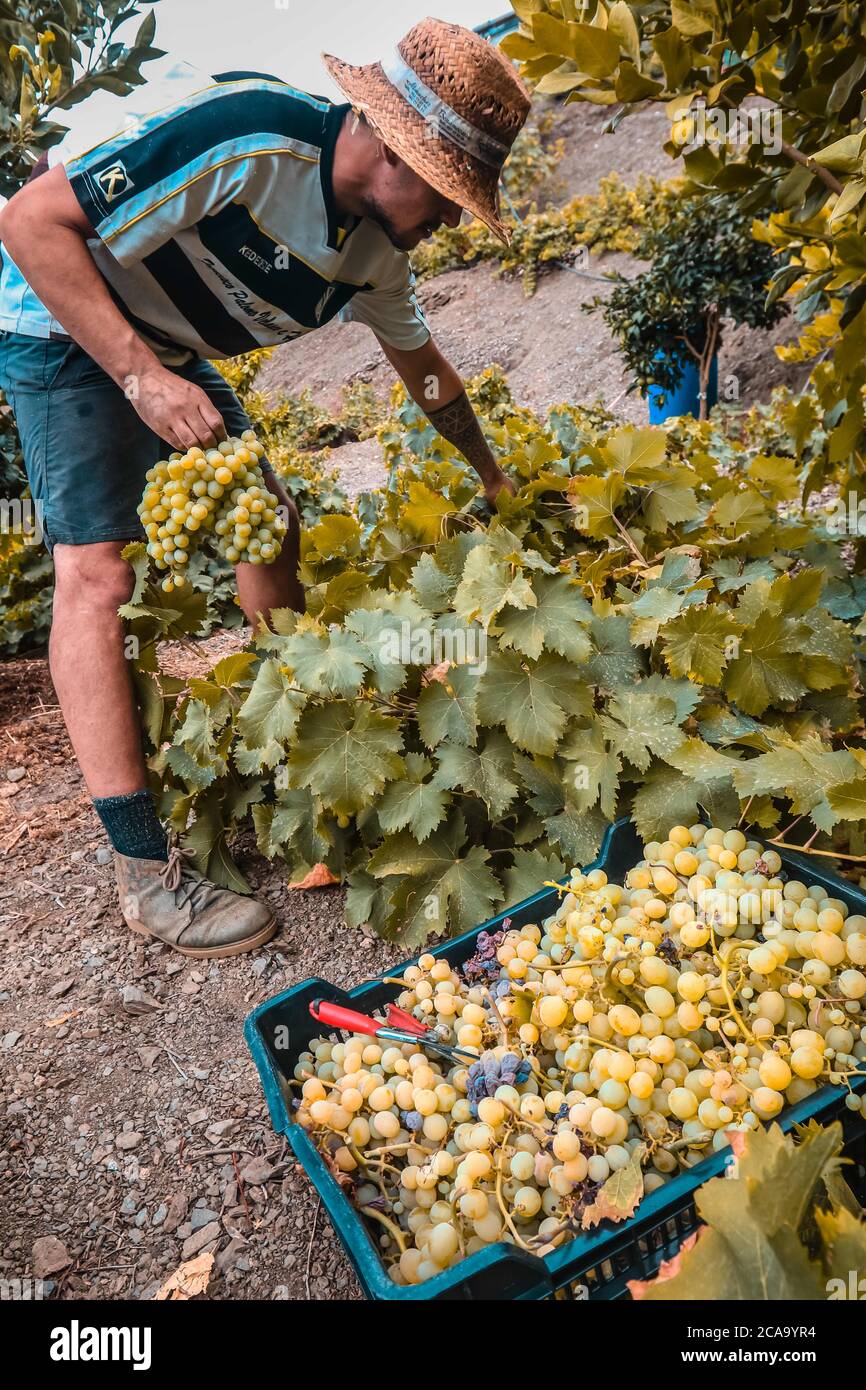 August 5, 2020: 5 August 2020 (Almachar, Malaga) The harvest begins in the area of Axarquia, with the hand-picked grapes in the vineyards of the mountains of the village of Almachar, which together with the village of Moclinejo and El Borge starts the grape harvest campaign of the 2020 harvest, for the production of wine and raisins. Credit: Lorenzo Carnero/ZUMA Wire/Alamy Live News Stock Photo