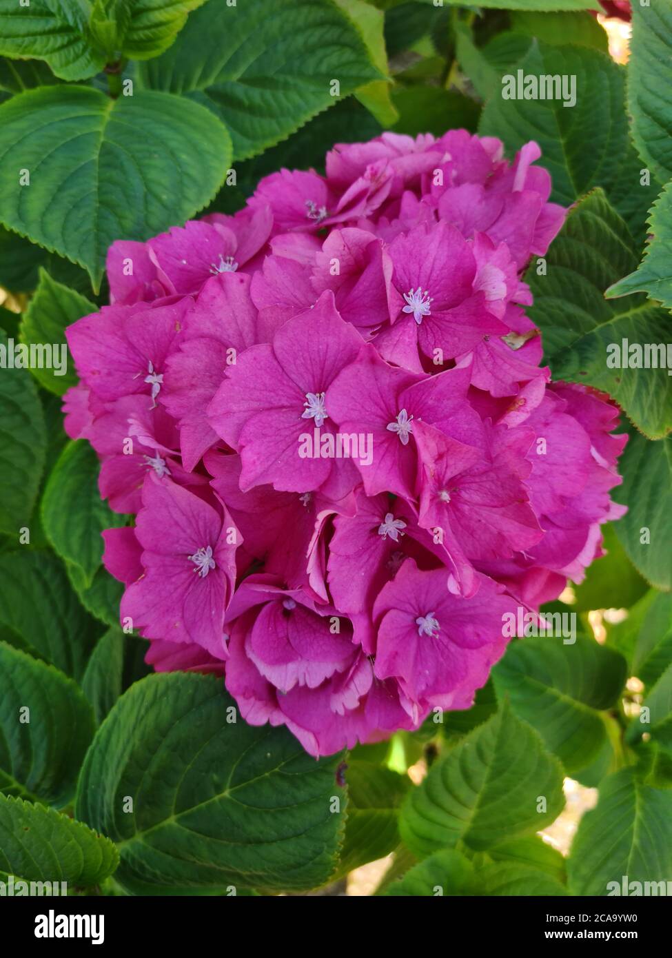 Pink Hydrangea Macrophylla Stock Photo - Alamy