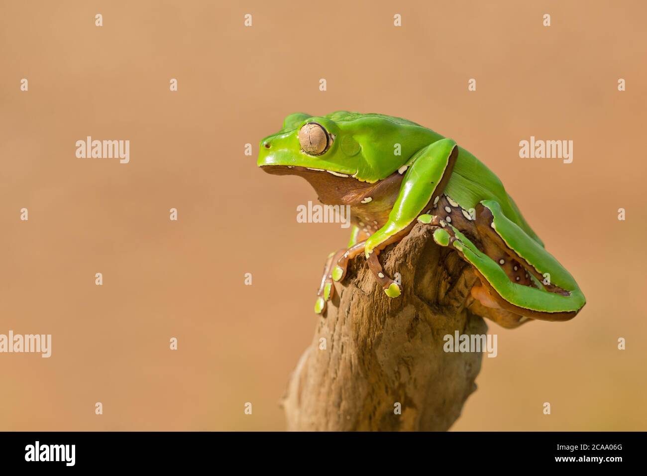 Phyllomedusa Bicolor Also Known As The Blue And Yellow Frog Biracial