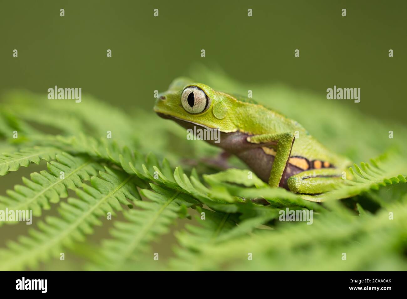 The white-lined leaf frog (Phyllomedusa vaillantii) is a species of frog in the family Phyllomedusidae. It is found in northern South America. Stock Photo