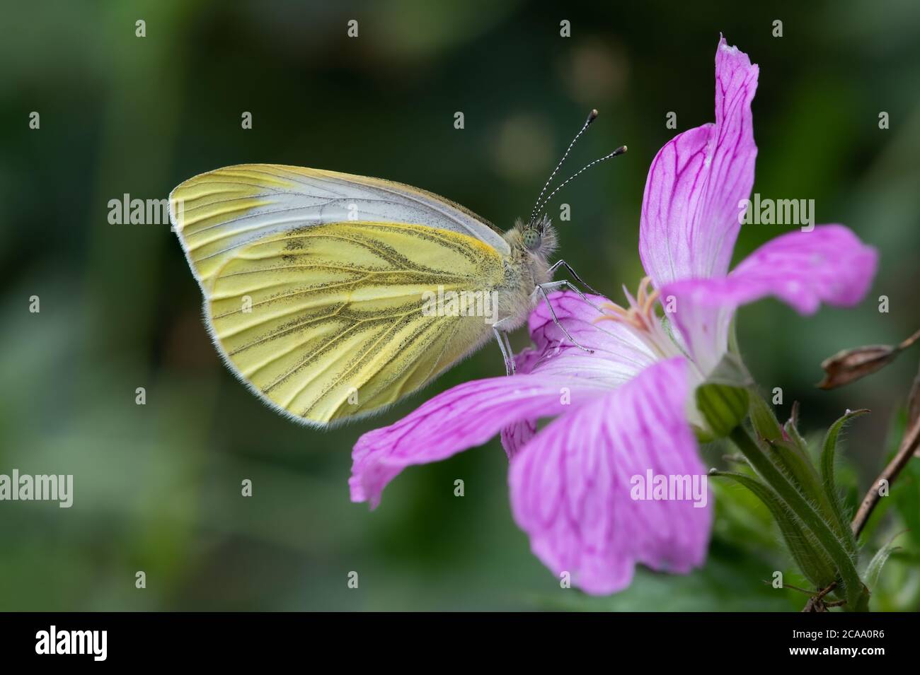 Green-veined White Butterfly (Pieris napi) on a Geranium psilostemon flower in a garden Stock Photo