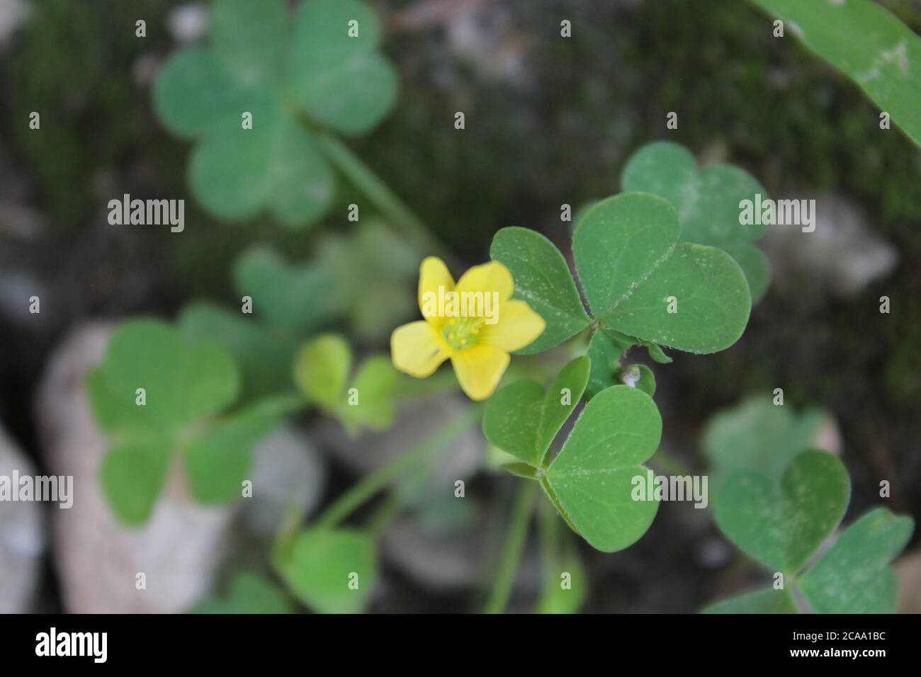 Little yellow flower of the common clover plant, Ladino Clover, White