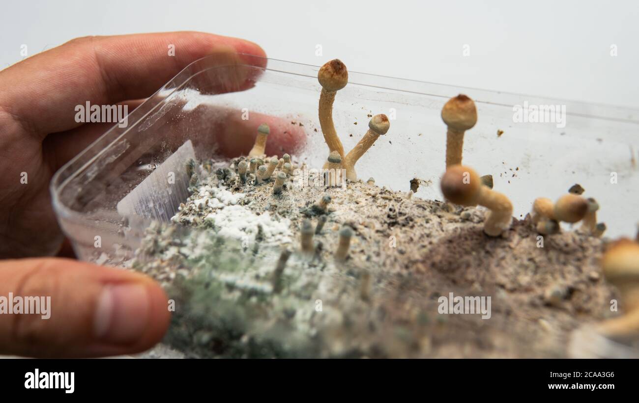 fungal mycelium diseases, problems with growing mushrooms, psychedelic