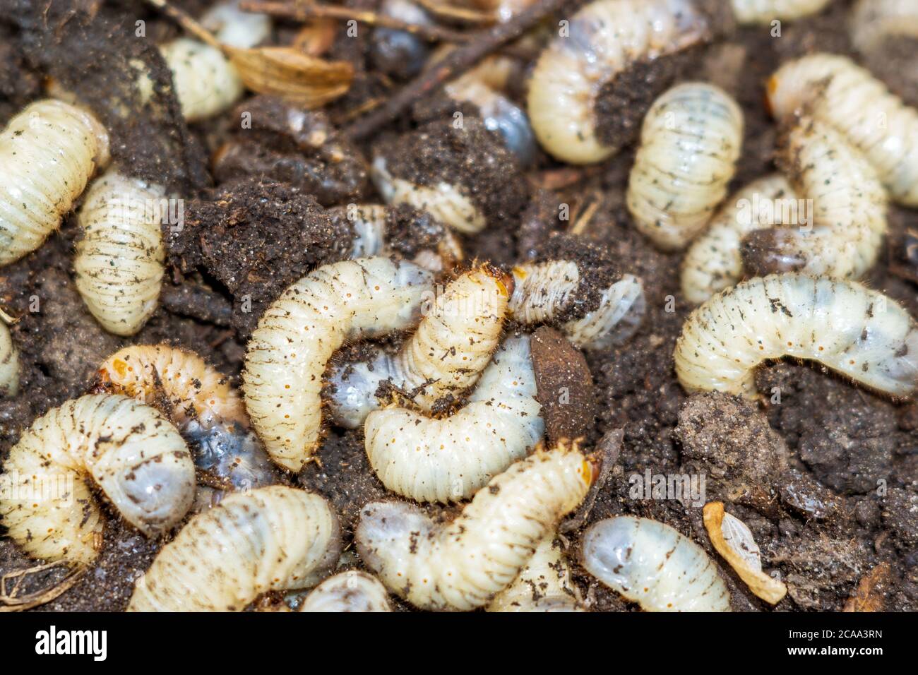 white worm closeup. the larva of the may beetle, closeup selective focus. bait for fishing