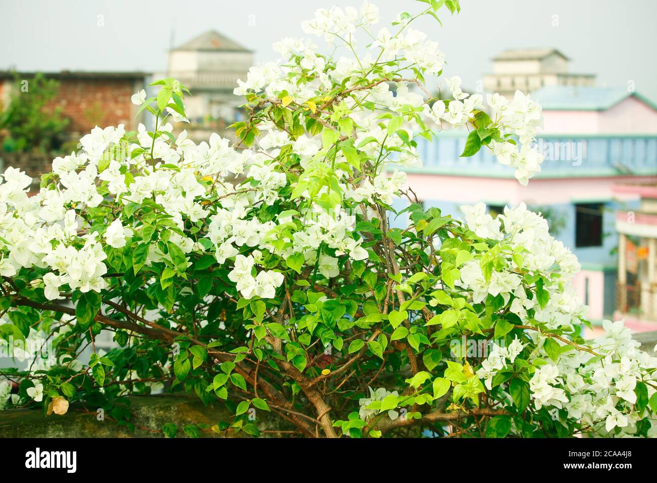 Beautiful blooming evergreen bougainvillea flowers. Stock Photo