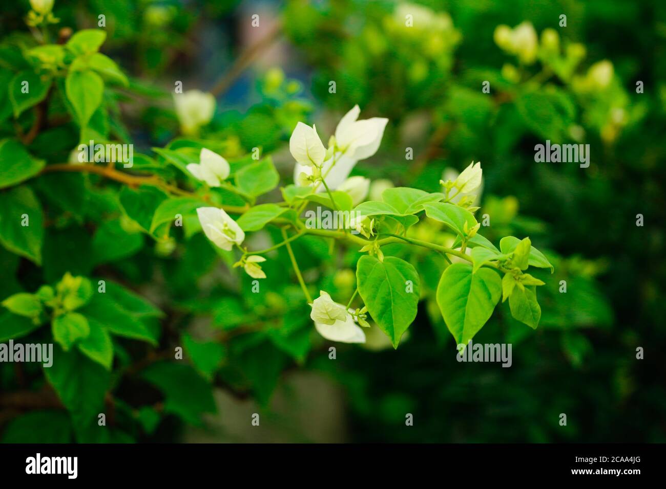 Beautiful blooming evergreen bougainvillea flowers. Stock Photo