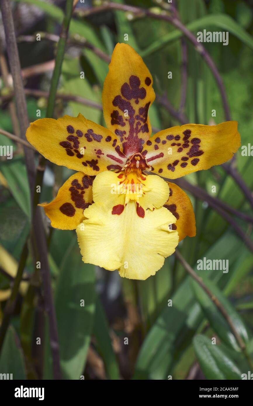 Dancing Lady orchid (Oncidium Alliance hybrid Stock Photo Alamy