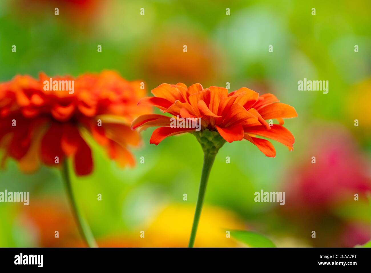 Colorful flowers in park in Batumi, Georgia Stock Photo