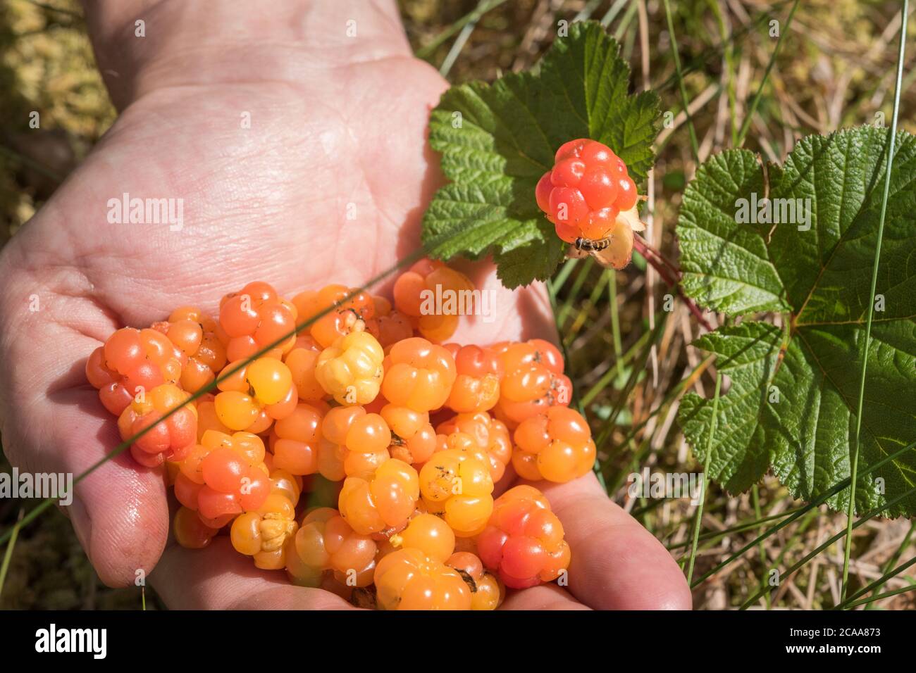 Handful of cloudberry and a cloudberry plant with a colorful fly on it. Foraging on wild forest fruits on the bog in Northern Europe. Stock Photo