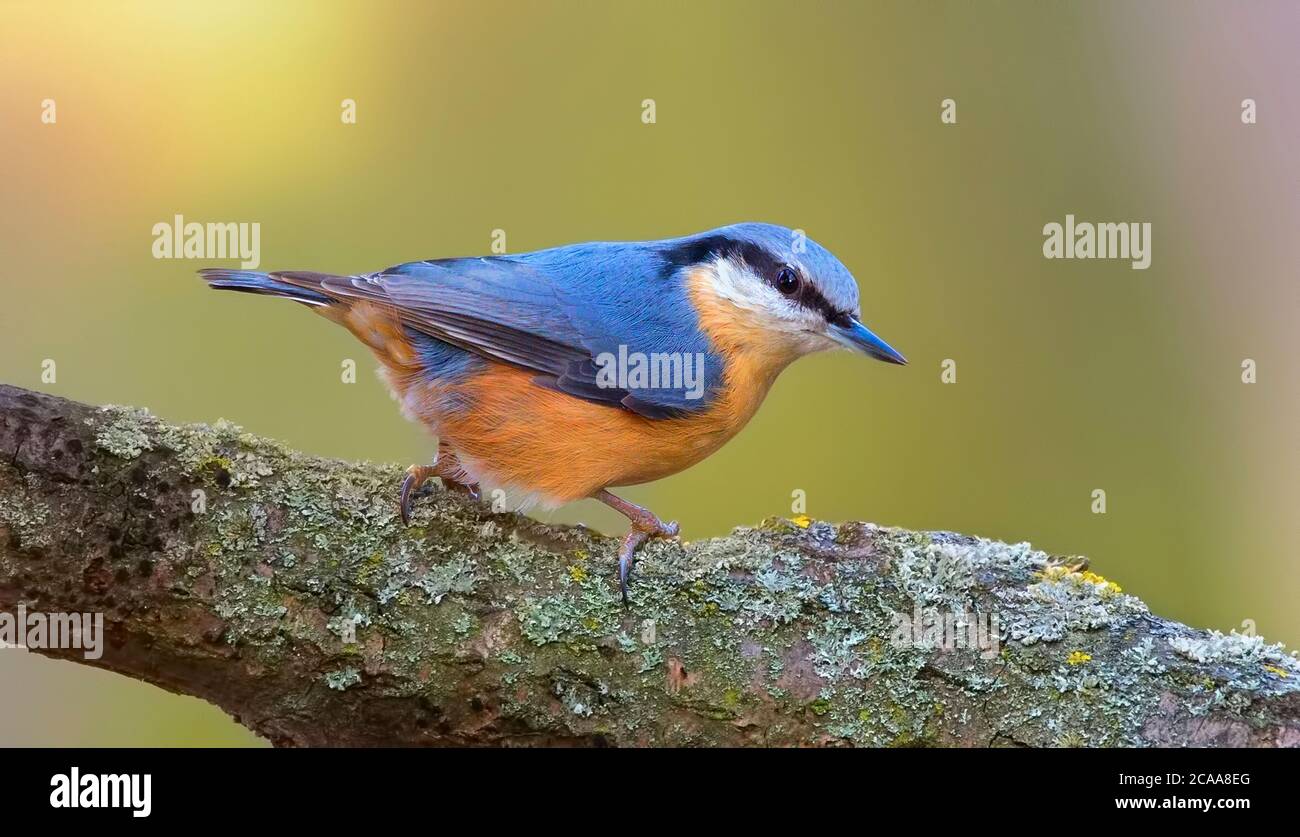 Eurasian nuthatch, wood nuthatch, Sitta europaea, clinging upside down to a branch, the best photo. Stock Photo