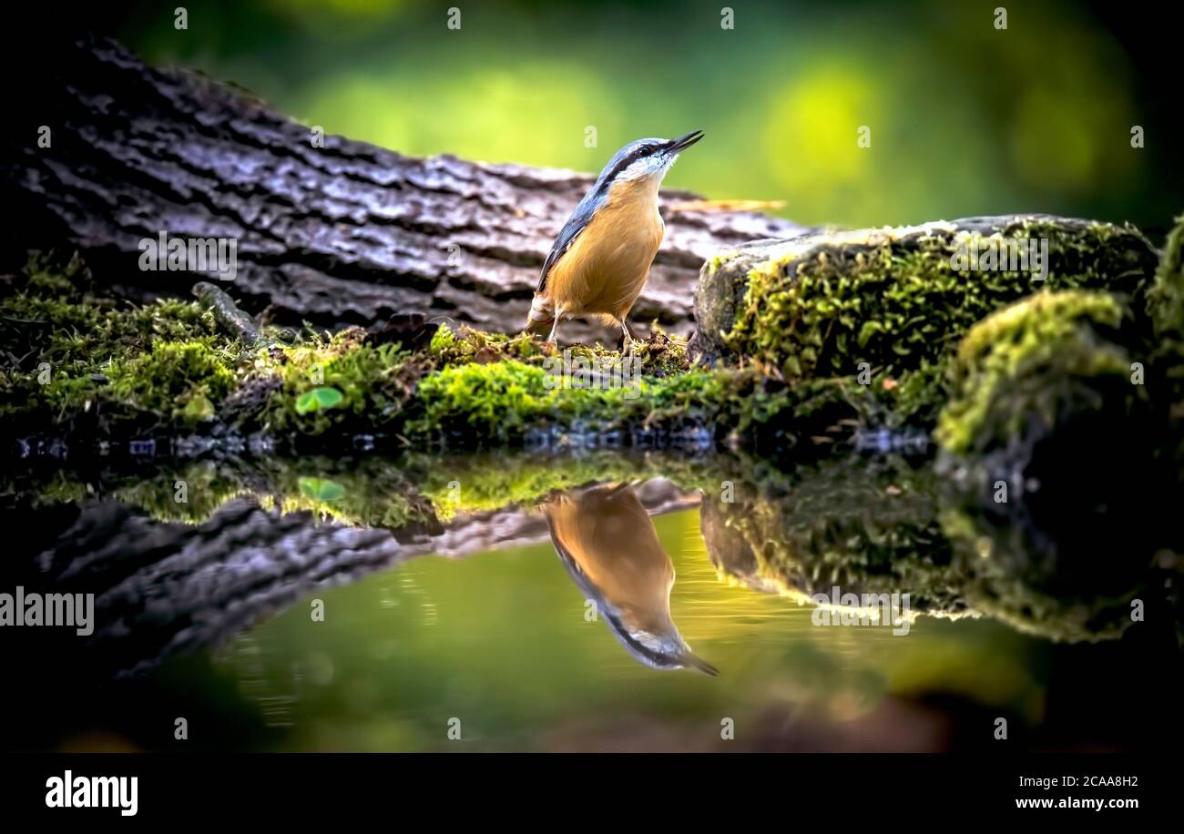 Eurasian nuthatch, wood nuthatch, Sitta europaea, clinging upside down to a branch, the best photo, Reflection in water, sitting at waterhole near wat Stock Photo