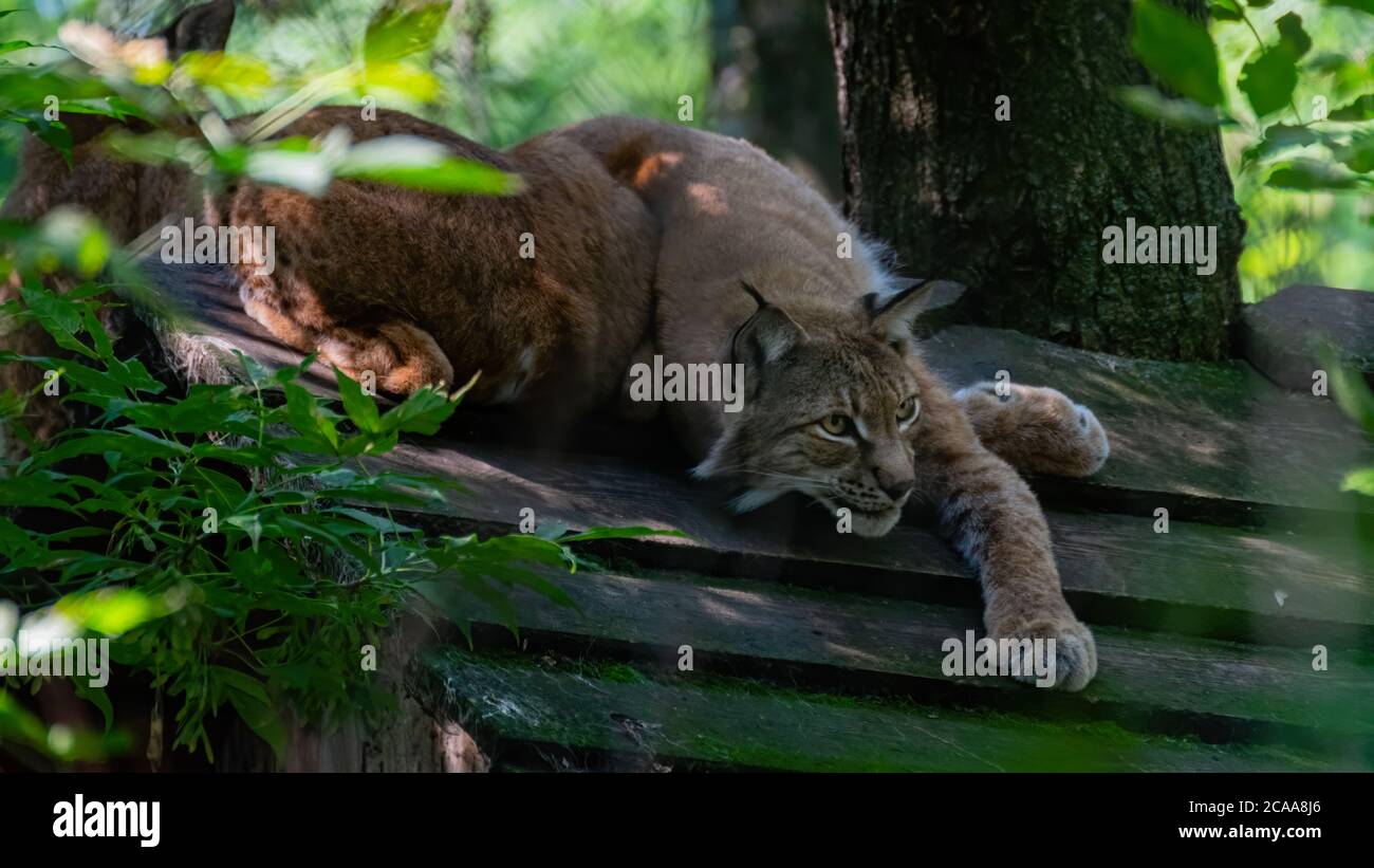 katze, tier, luchs, wild, natur, säugetier, tiger, wild lebende tiere Stock Photo