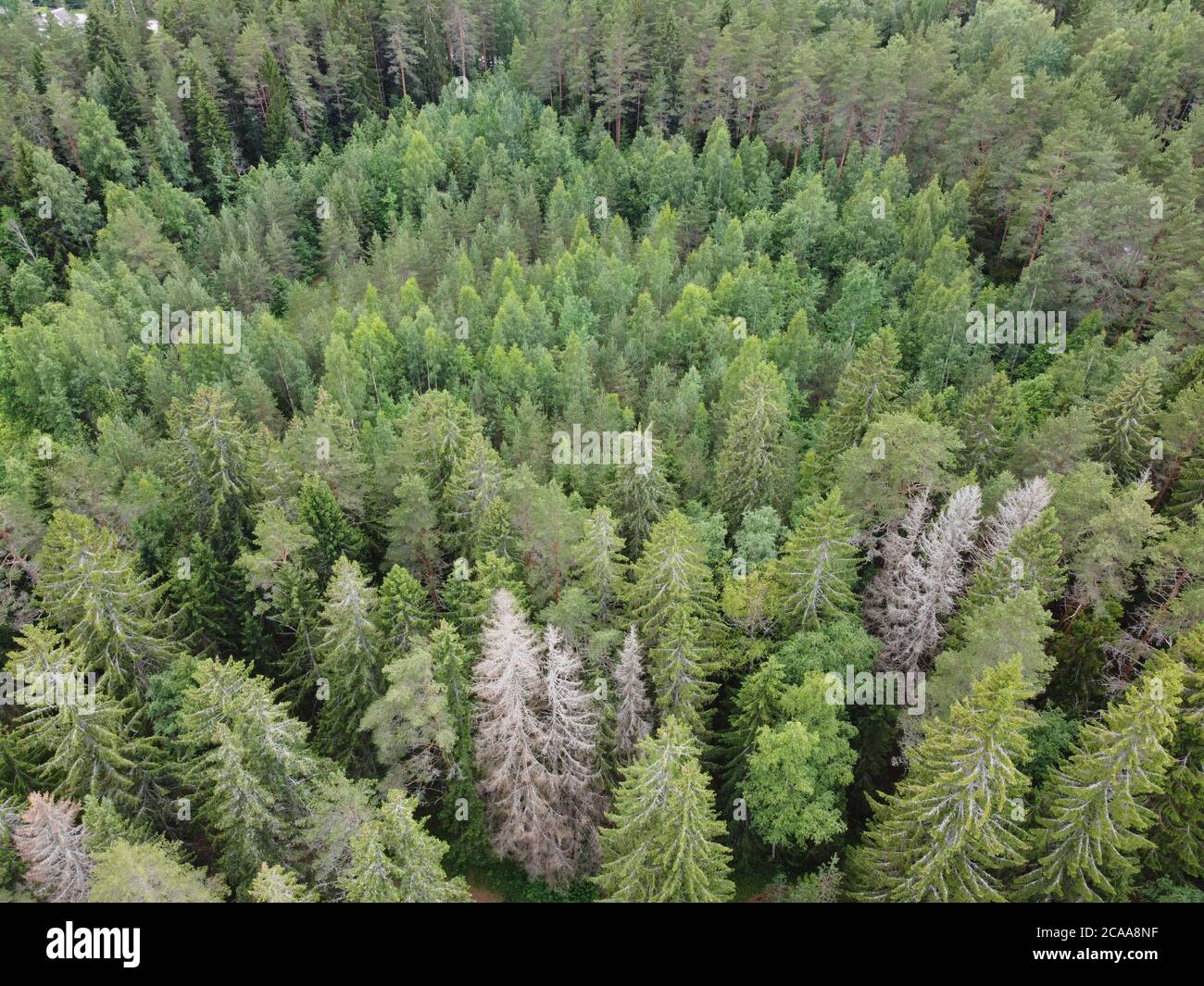 view of the green forest from above, aerial photography Stock Photo - Alamy