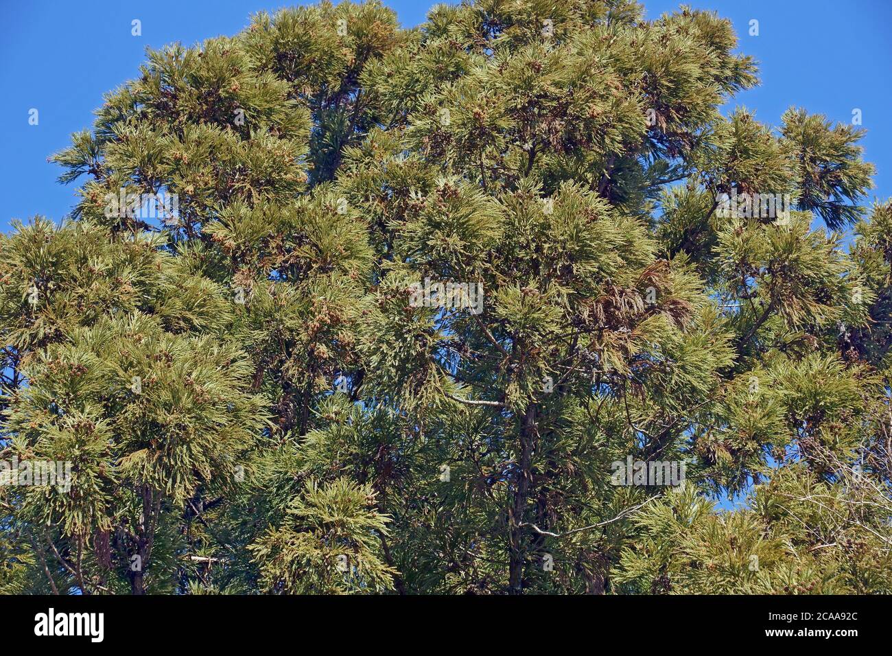 Japanese cedar (Cryptomeria japonica). Called Sugi Cedar and Sugi also Stock Photo
