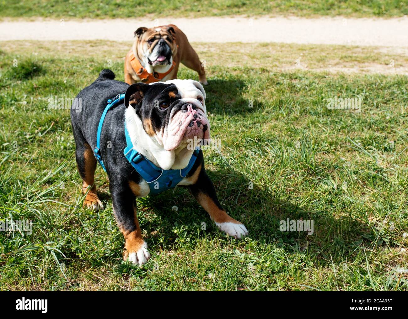 Black and white English Bulldog in blue harnes juming and catching a ball on the grass Stock Photo