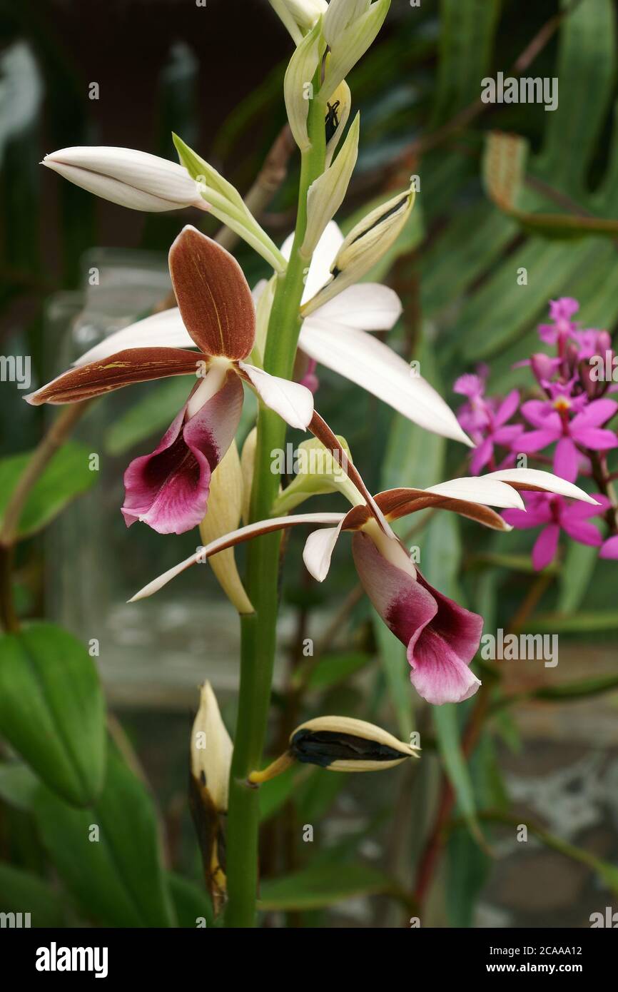 Greater Swamp-orchid (Phaius tankervilleae). Called Swamp Lily, Swamp  orchid, Nun's-hood orchid, Veiled orchid, Lady Tankerville's swamp orchid  also Stock Photo - Alamy