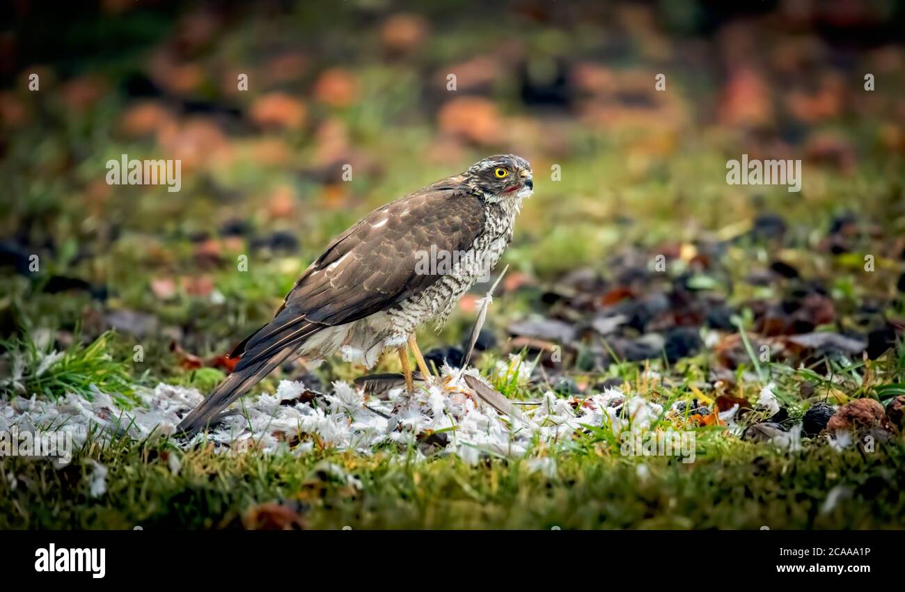 Sparrowhawk Accipiter nisus, perched sitting on a plucking post with prey. The best photo. Stock Photo