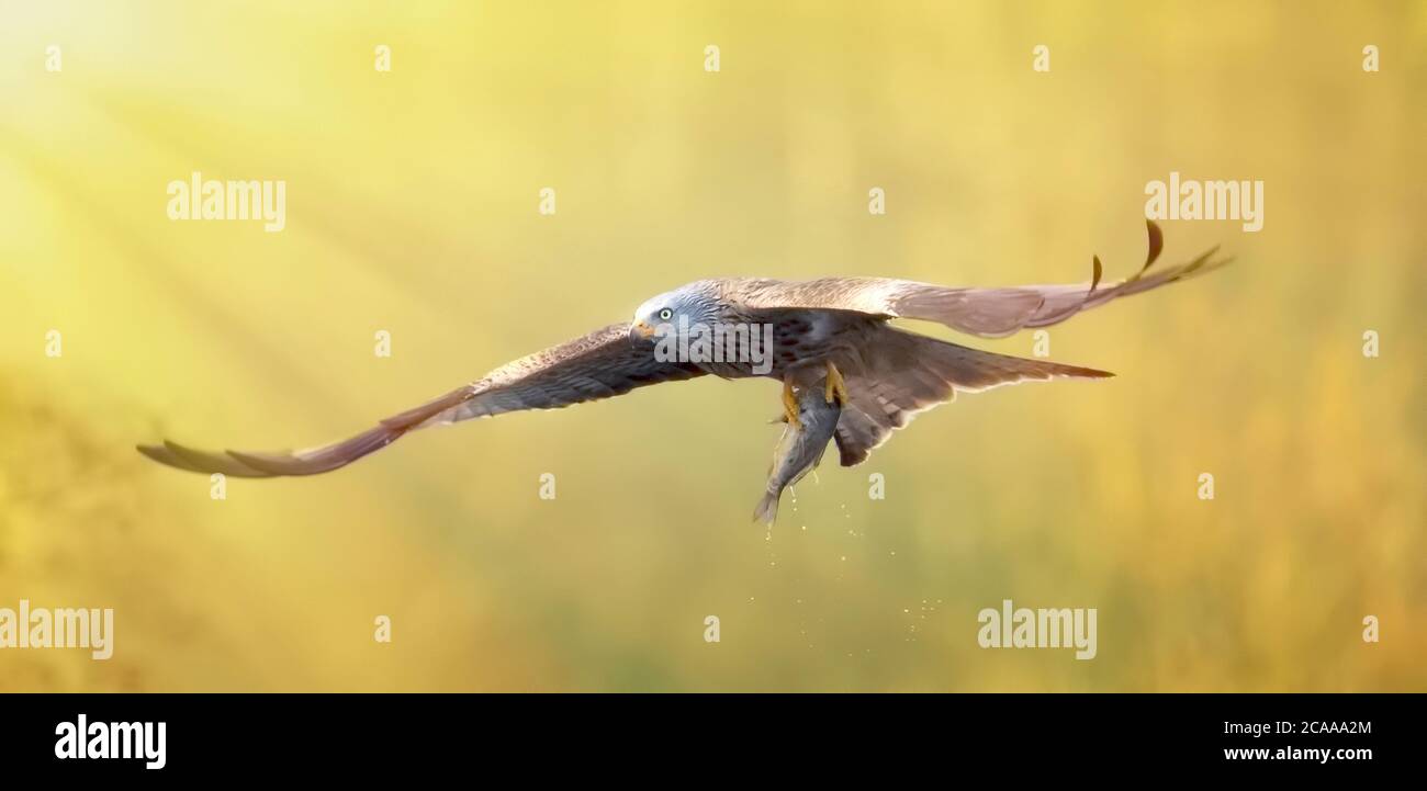 A Red Kite Milvus milvus bird flying away with a large fish it just caught from the sea Red Kite, The best photo, Sun rays. Stock Photo