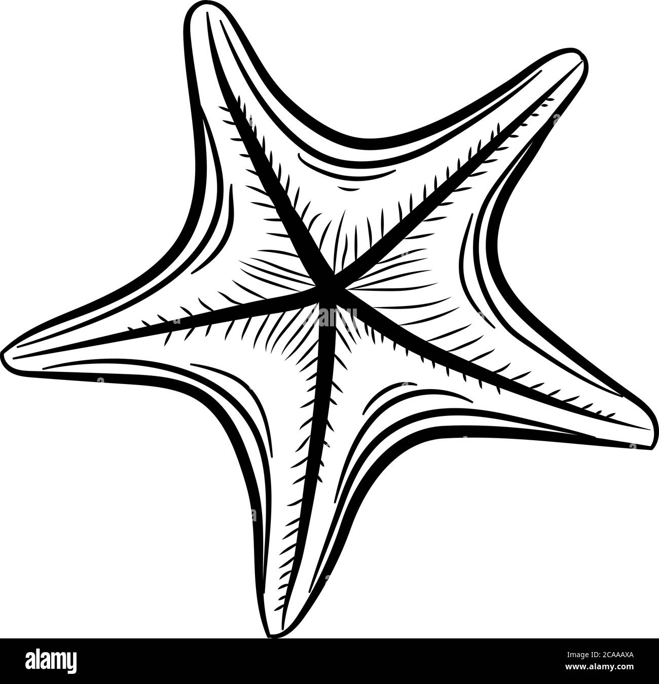 Starfish hand drawn illustration Stock Vector Image & Art - Alamy