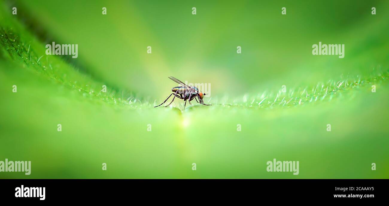 A macro shot of a fly sitting on a green leaf, the best photo. Stock Photo