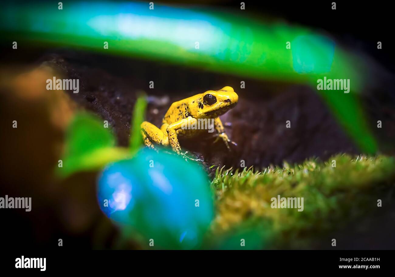 Golden Poison Arrow Frog Phyllobates terribilis. Colourful bright yellow tropical frog. The best photo. Stock Photo