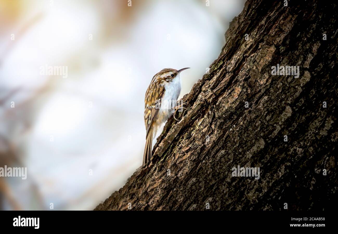 Short-toed Treecreeper - Certhia brachydactyla .Bird sitting on a branch.Bird of Europe. The best photo. Stock Photo