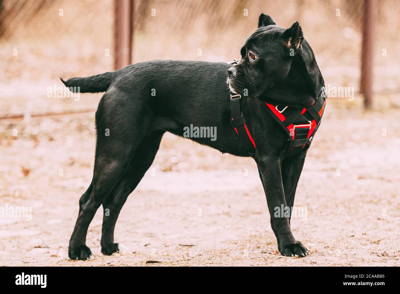 Black Young Cane Corso Dog Wears In Special Clothes Sitting Outdoors