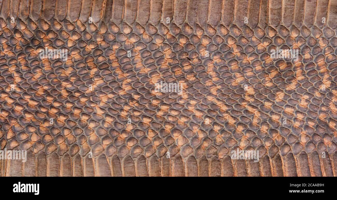 Snake Rattle Texture Rattlesnake leather hi-res stock photography and images - Alamy